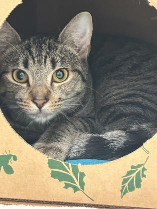 Bambi, Adoptable, Kitten Female Domestic Short Hair & Domestic Short Hair.