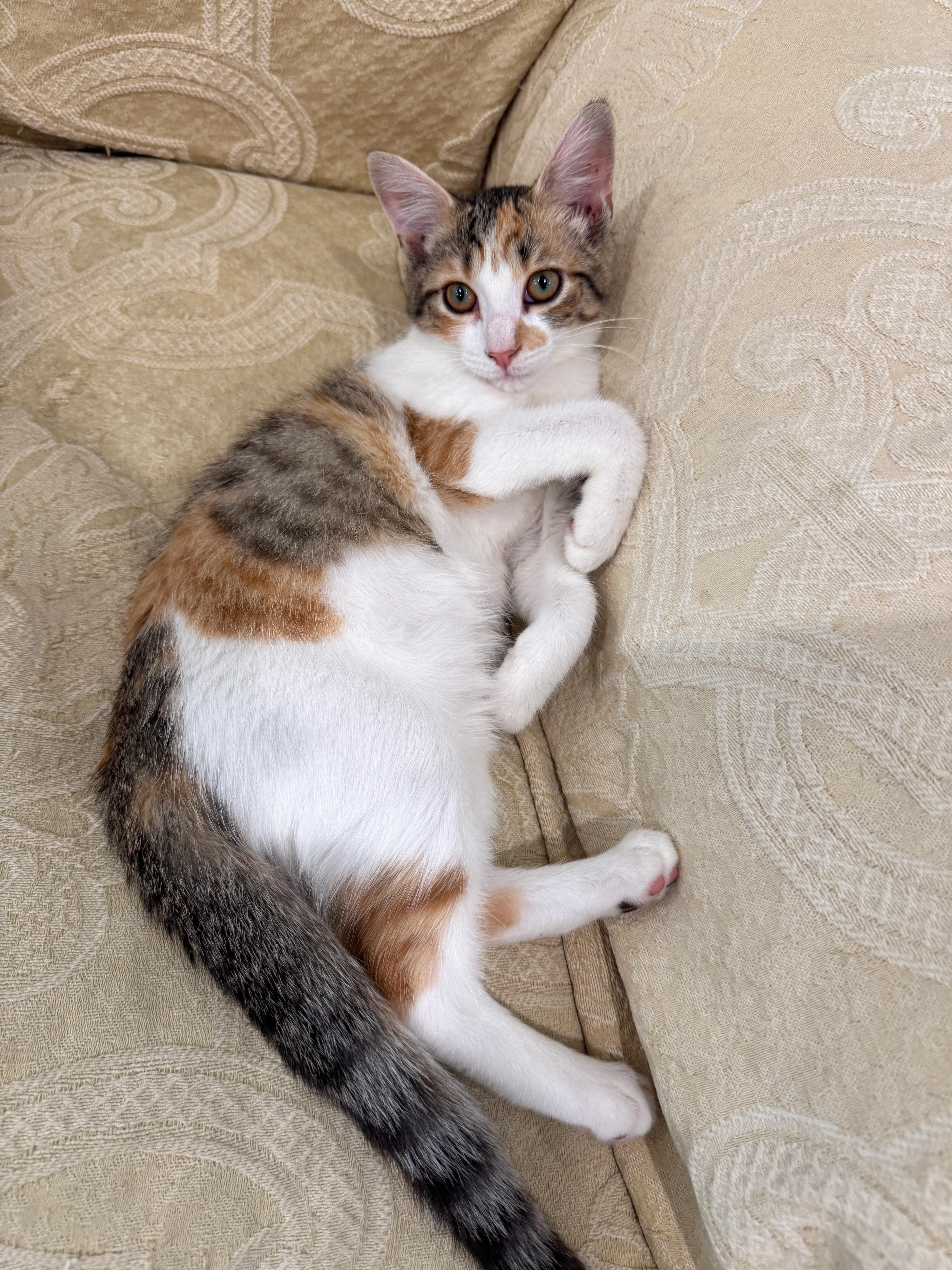 Enlarge Taffy, a Adopted mixed breed in Succasunna, NJ image 1/6