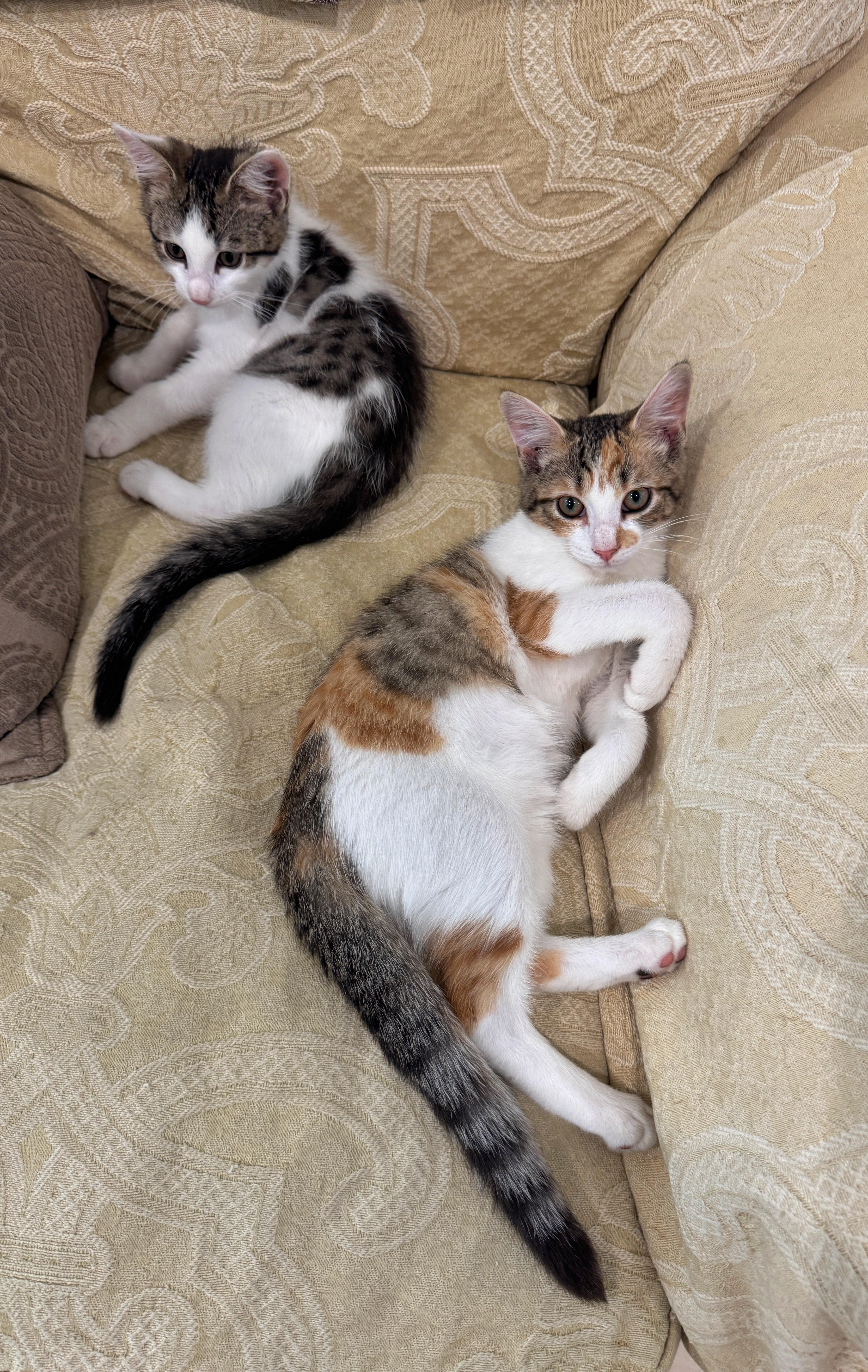 Enlarge Taffy, a Adopted mixed breed in Succasunna, NJ image 5/6