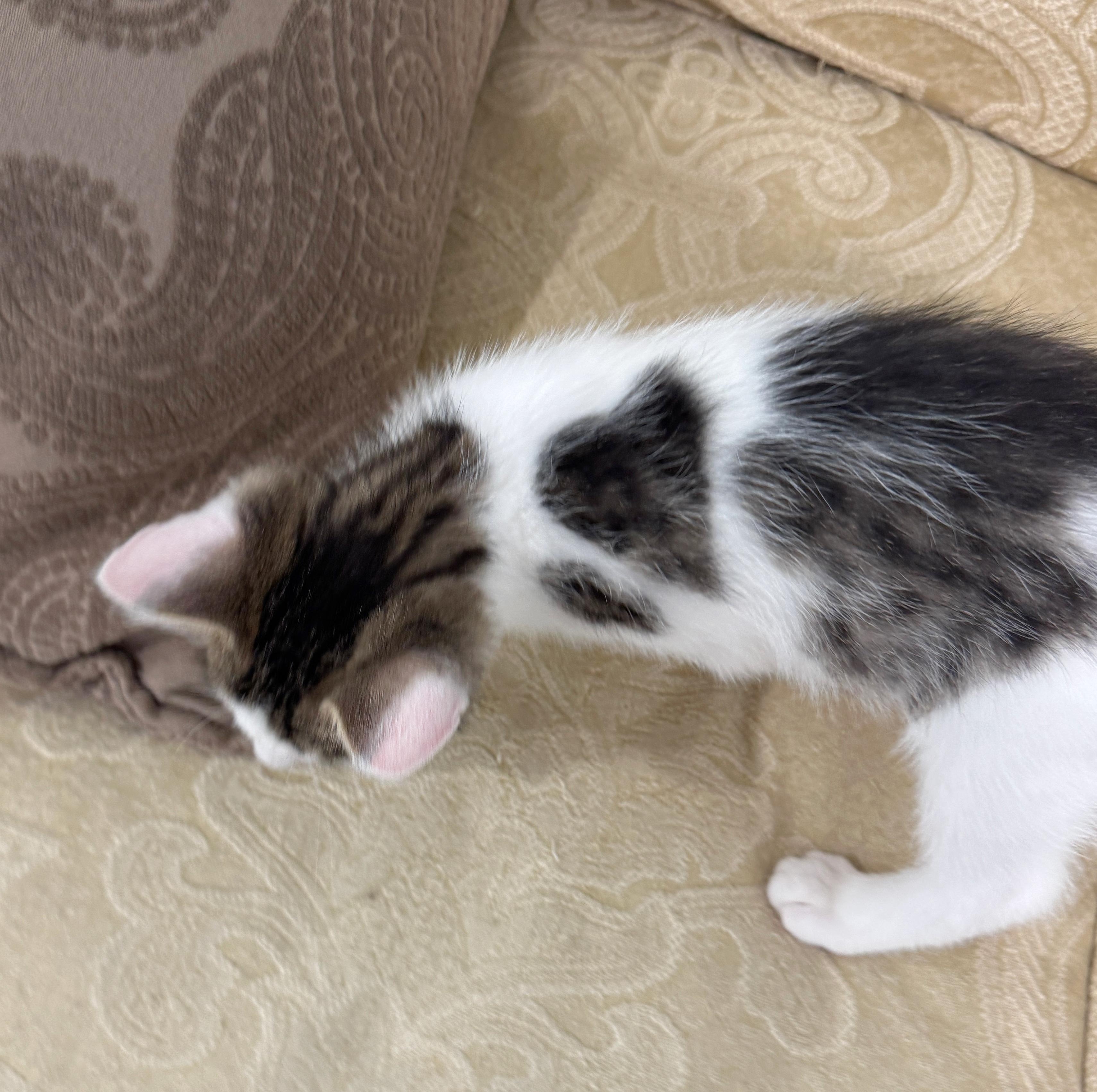 Enlarge Taffy, a Adopted mixed breed in Succasunna, NJ image 6/6