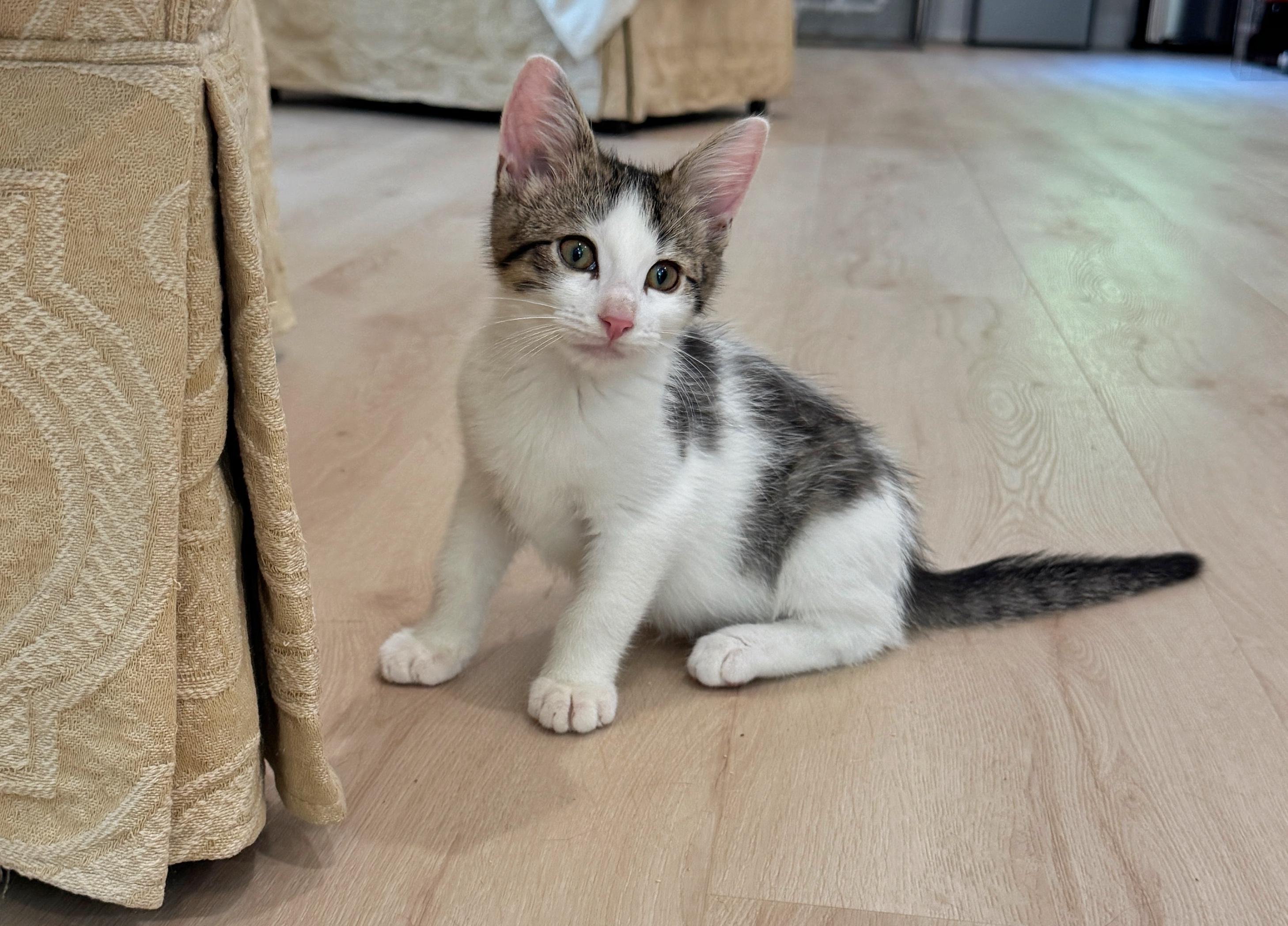 Enlarge Taffy, a Adopted mixed breed in Succasunna, NJ image 2/6