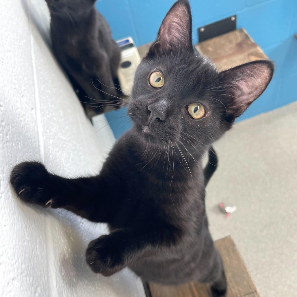 Ube Latte, Adoptable, Kitten Male Domestic Short Hair.