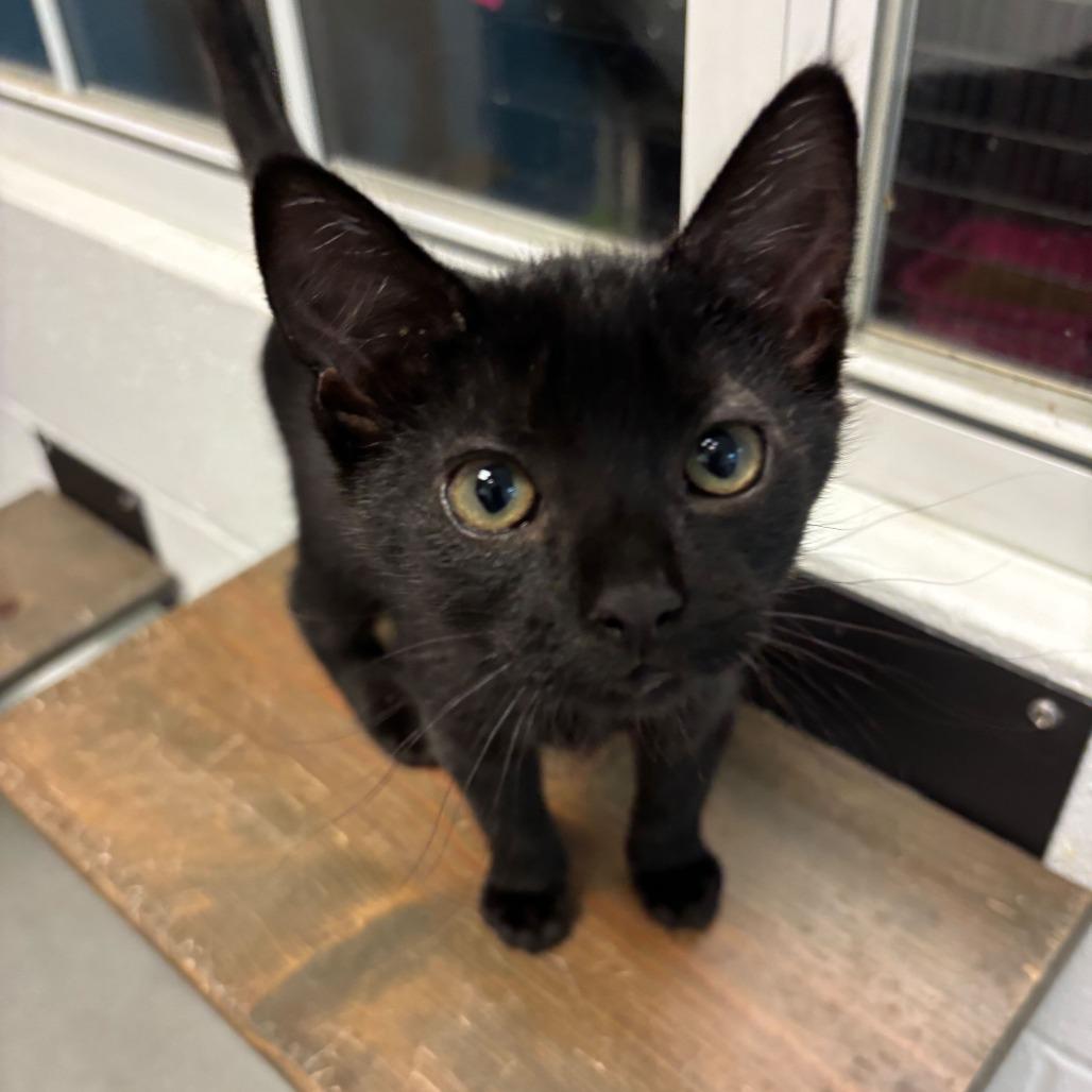 Enlarge Ube Latte, a Adoptable Domestic Short Hair in Carencro, LA image 1/1