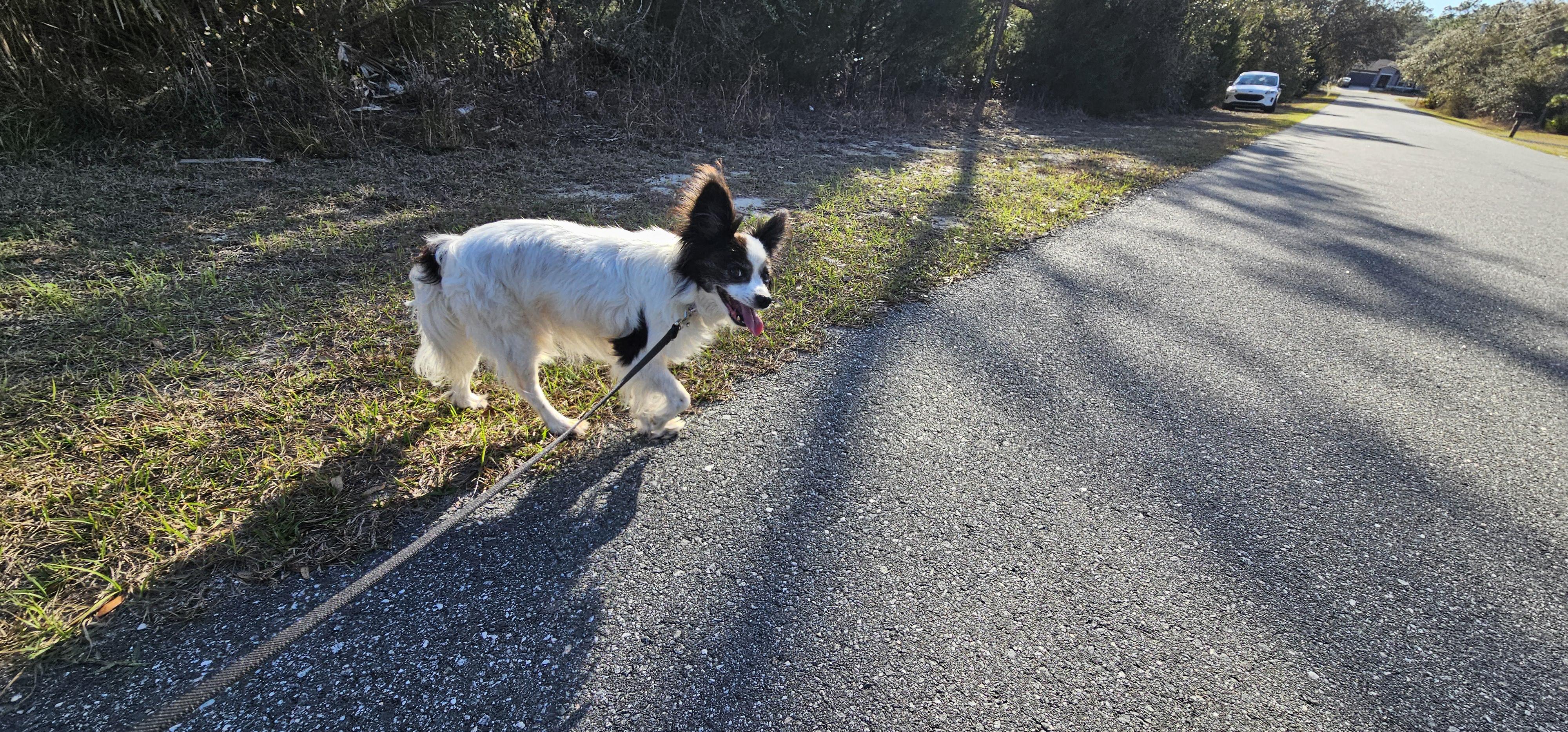 Enlarge Pappy, a ADOPTABLE Papillon in Weeki Wachee, FL image 1/6