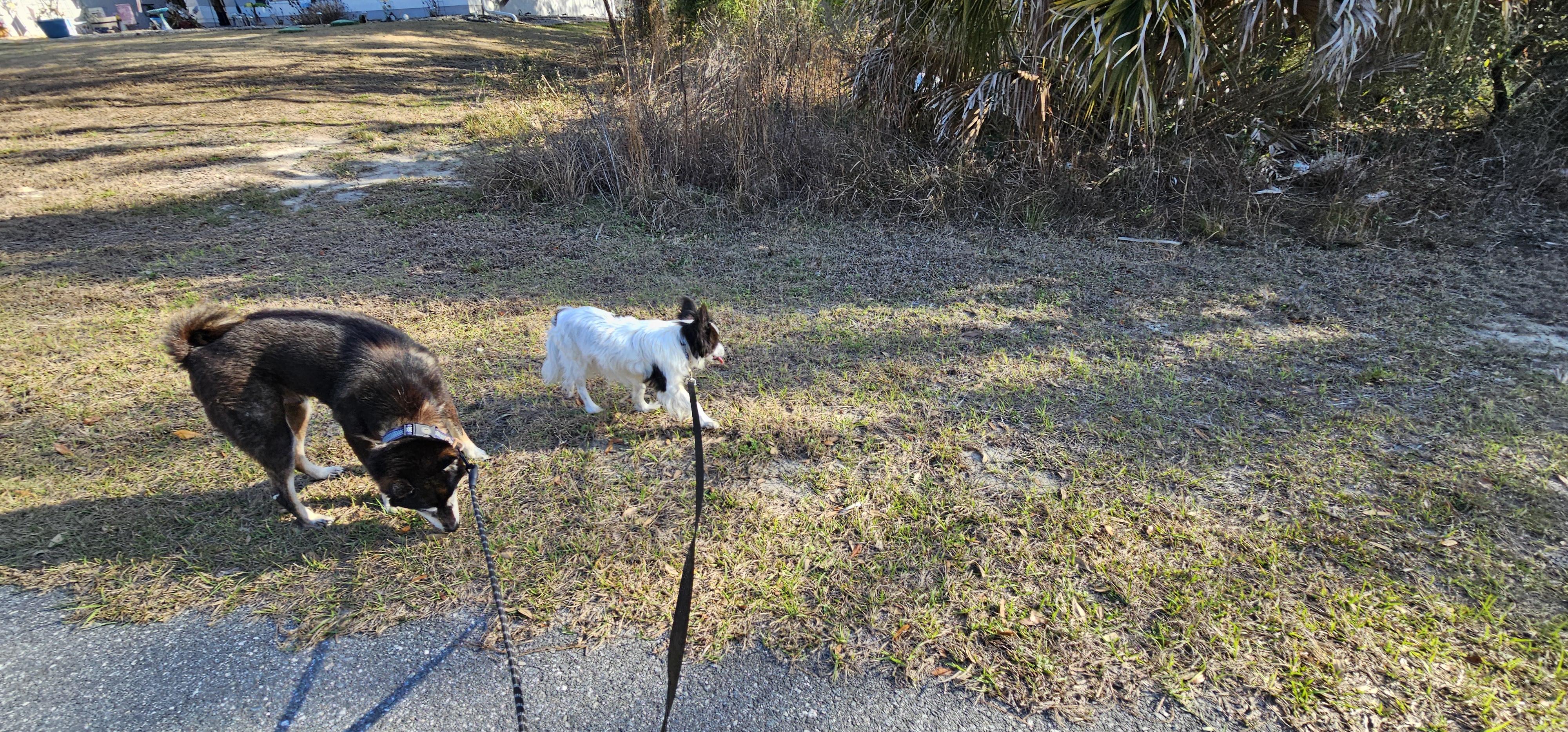 Enlarge Pappy, a ADOPTABLE Papillon in Weeki Wachee, FL image 6/6