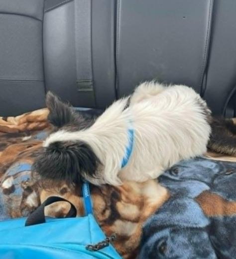 Enlarge Pappy, a ADOPTABLE Papillon in Weeki Wachee, FL image 2/6