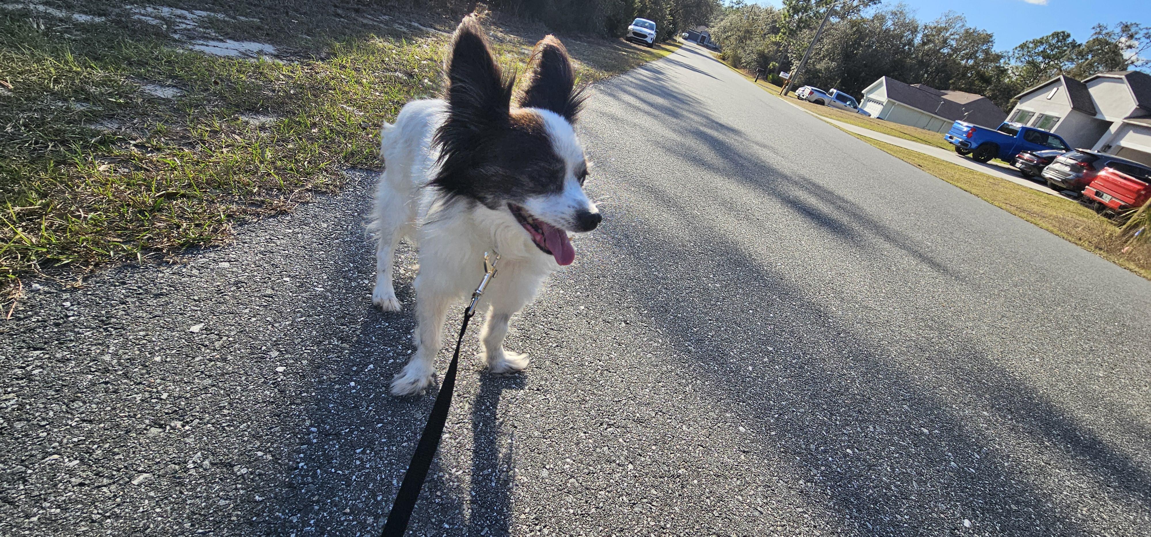 Enlarge Pappy, a ADOPTABLE Papillon in Weeki Wachee, FL image 3/6