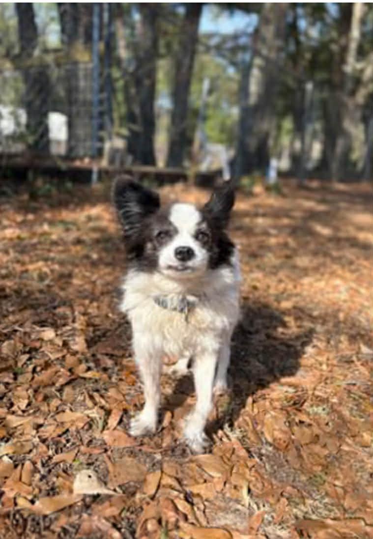 Enlarge Pappy, a ADOPTABLE Papillon in Weeki Wachee, FL image 4/6