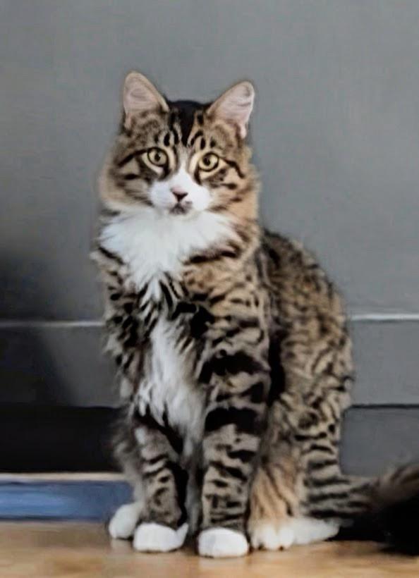 Tito, adopted, Young Male Maine Coon & Domestic Long Hair.