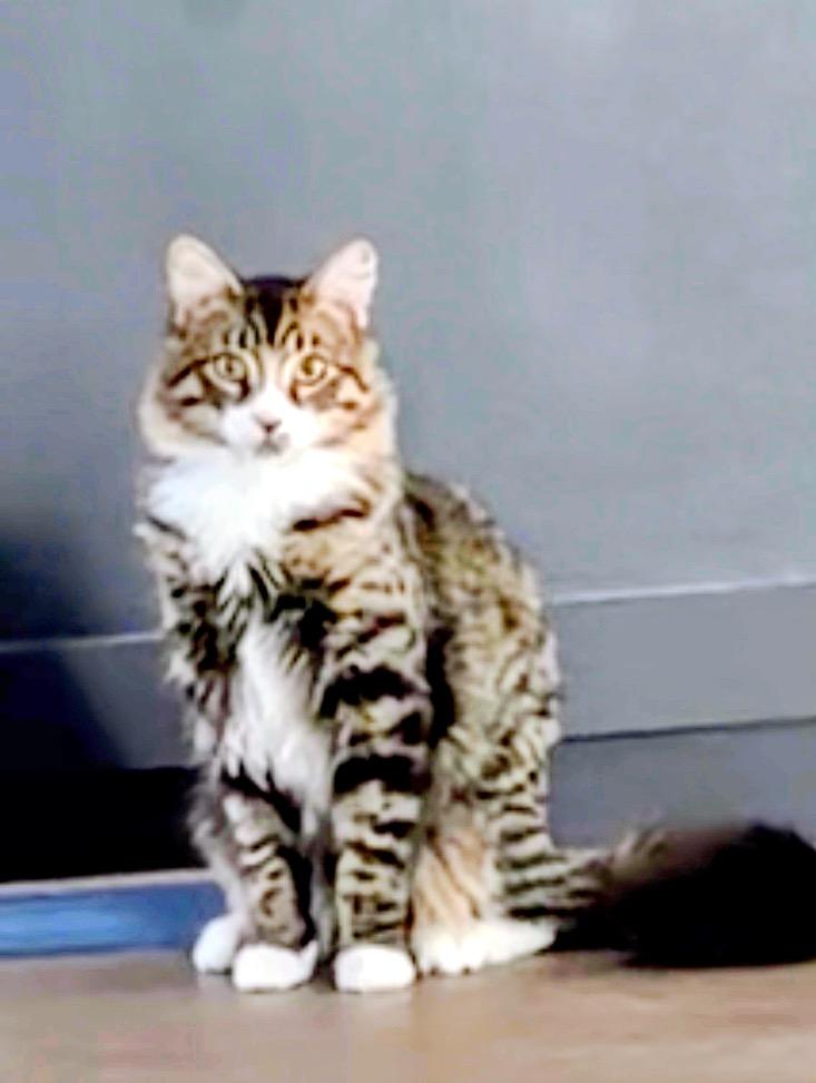 Enlarge Tito, an adopted mixed breed in Syosset, NY image 2/4