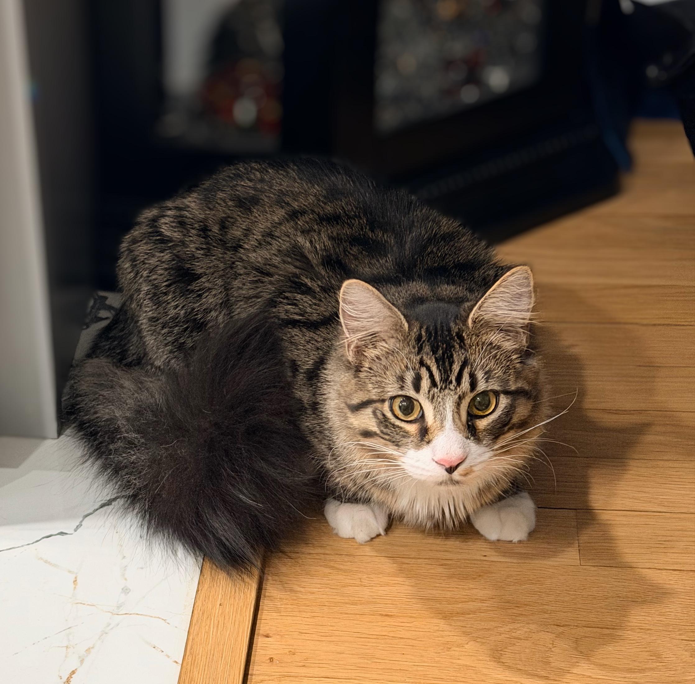 Enlarge Tito, an adopted mixed breed in Syosset, NY image 3/4