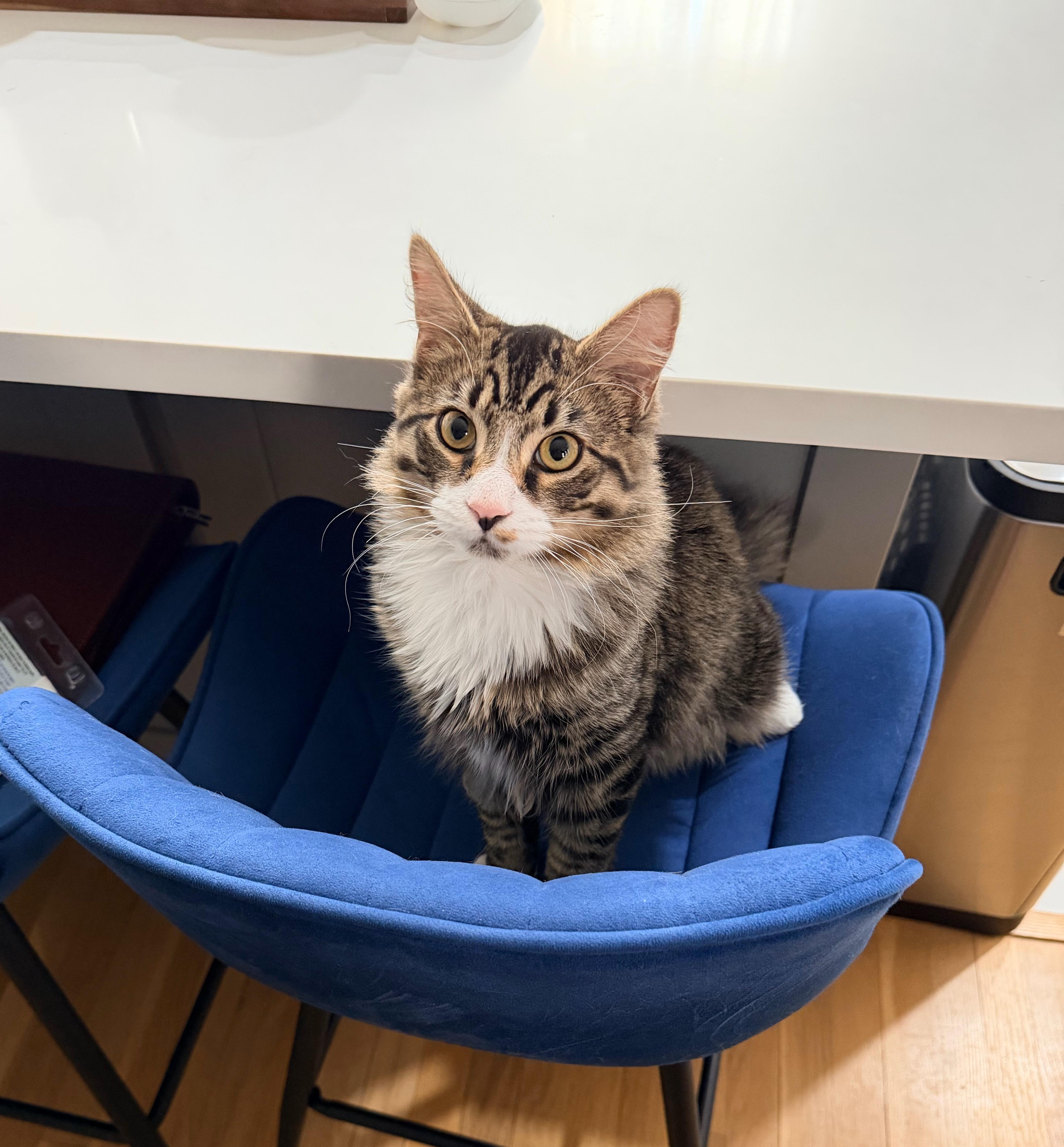 Enlarge Tito, an adopted mixed breed in Syosset, NY image 4/4