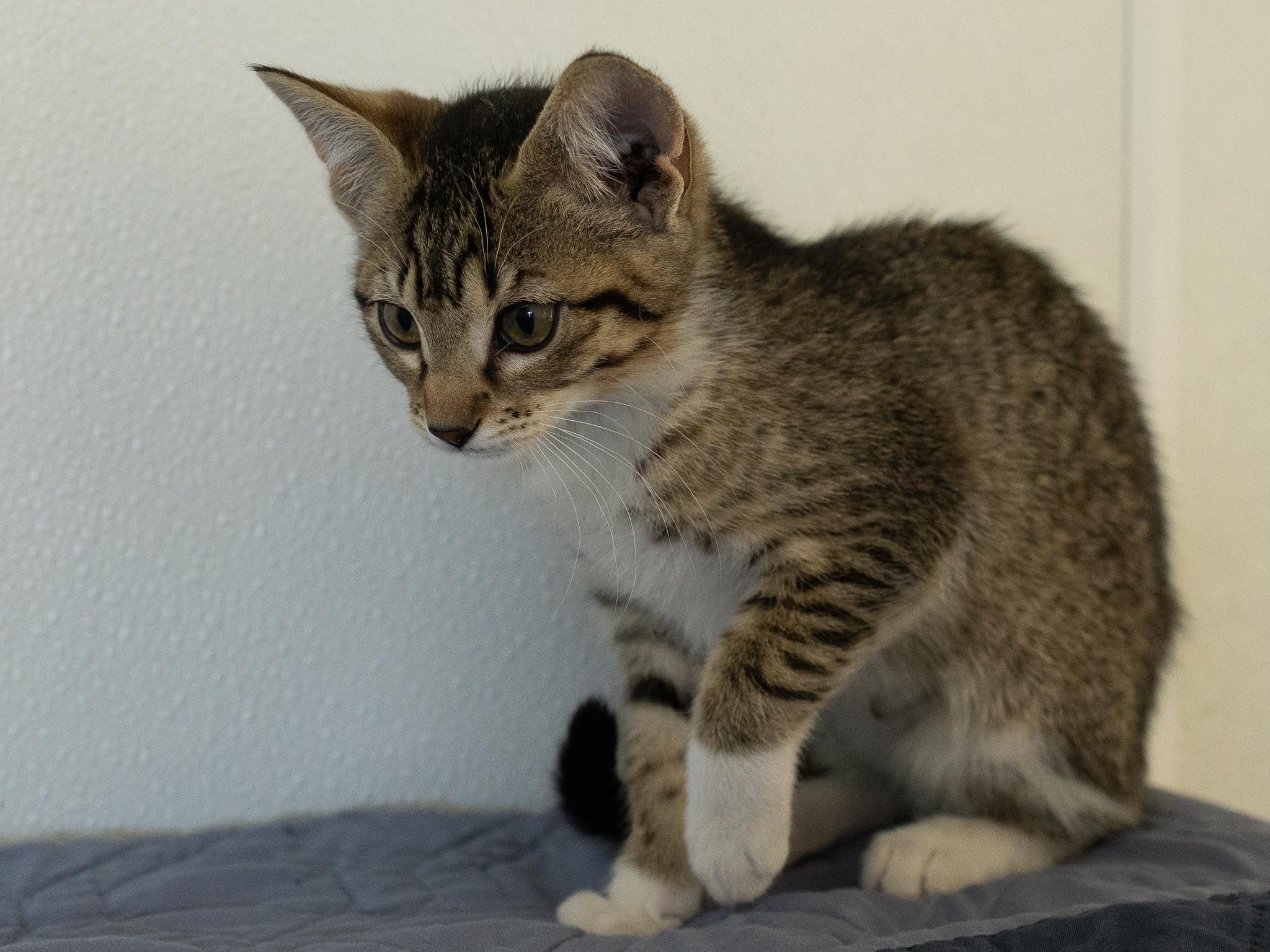 Caboodle, an adopted mixed breed in Republic, WA image 3/6