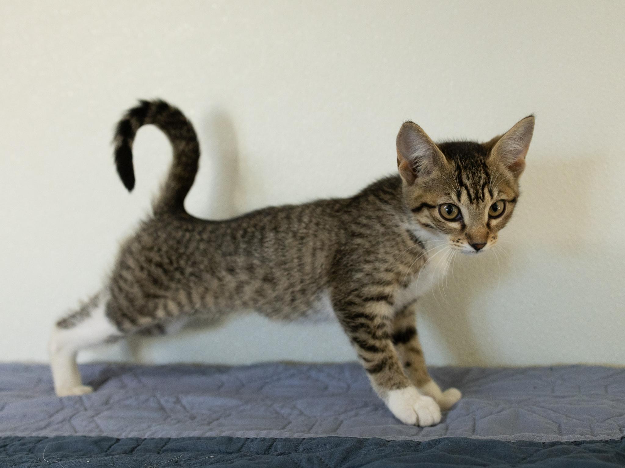 Caboodle, an adopted mixed breed in Republic, WA image 2/6
