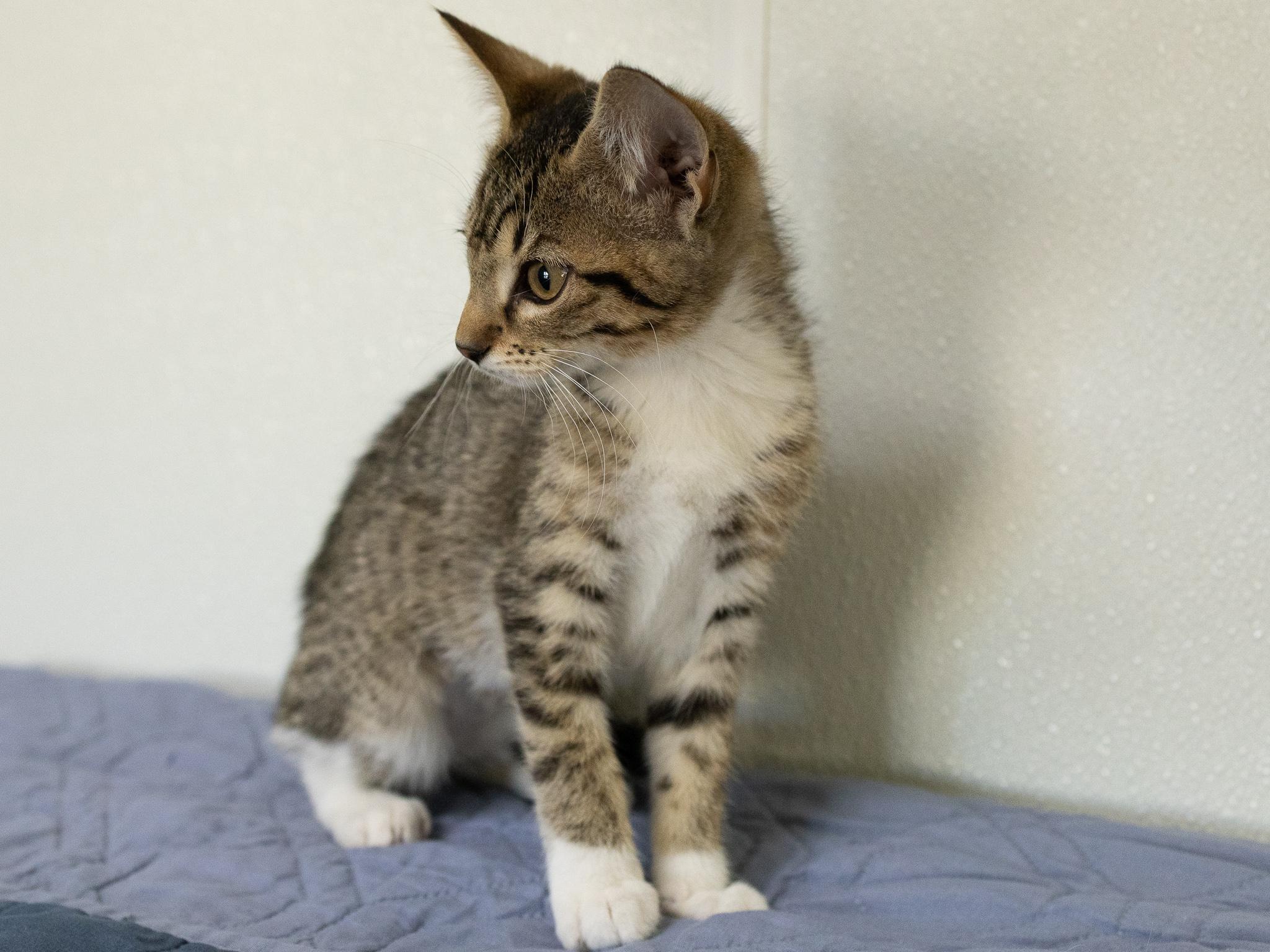 Caboodle, an adopted mixed breed in Republic, WA image 5/6