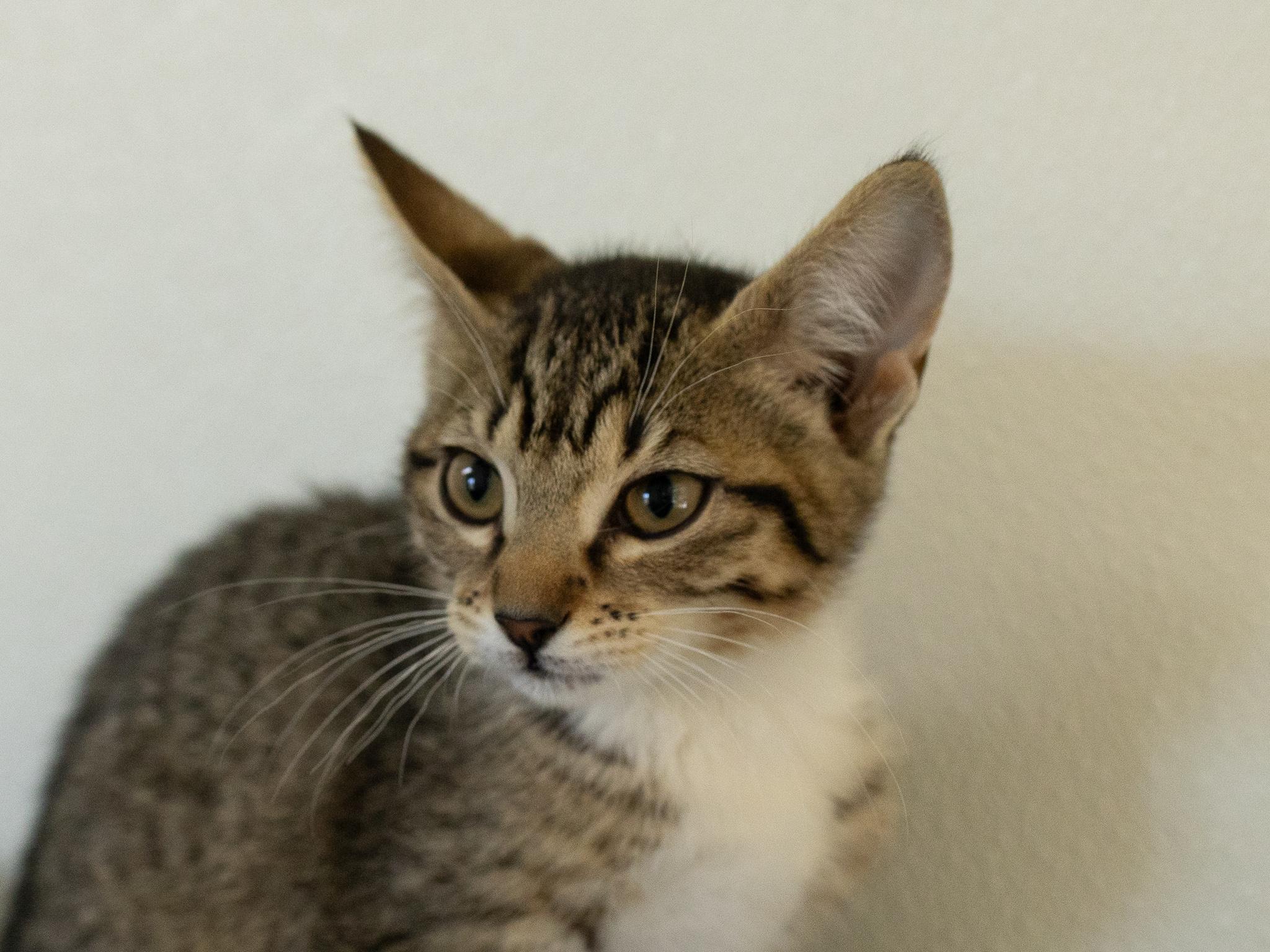 Caboodle, adopted, Kitten Female Tabby & Domestic Short Hair.