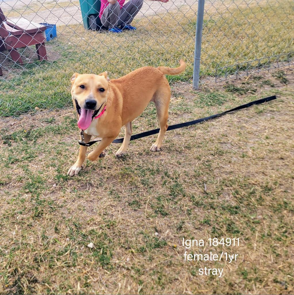Igna, Adoptable, Adult Female Labrador Retriever.