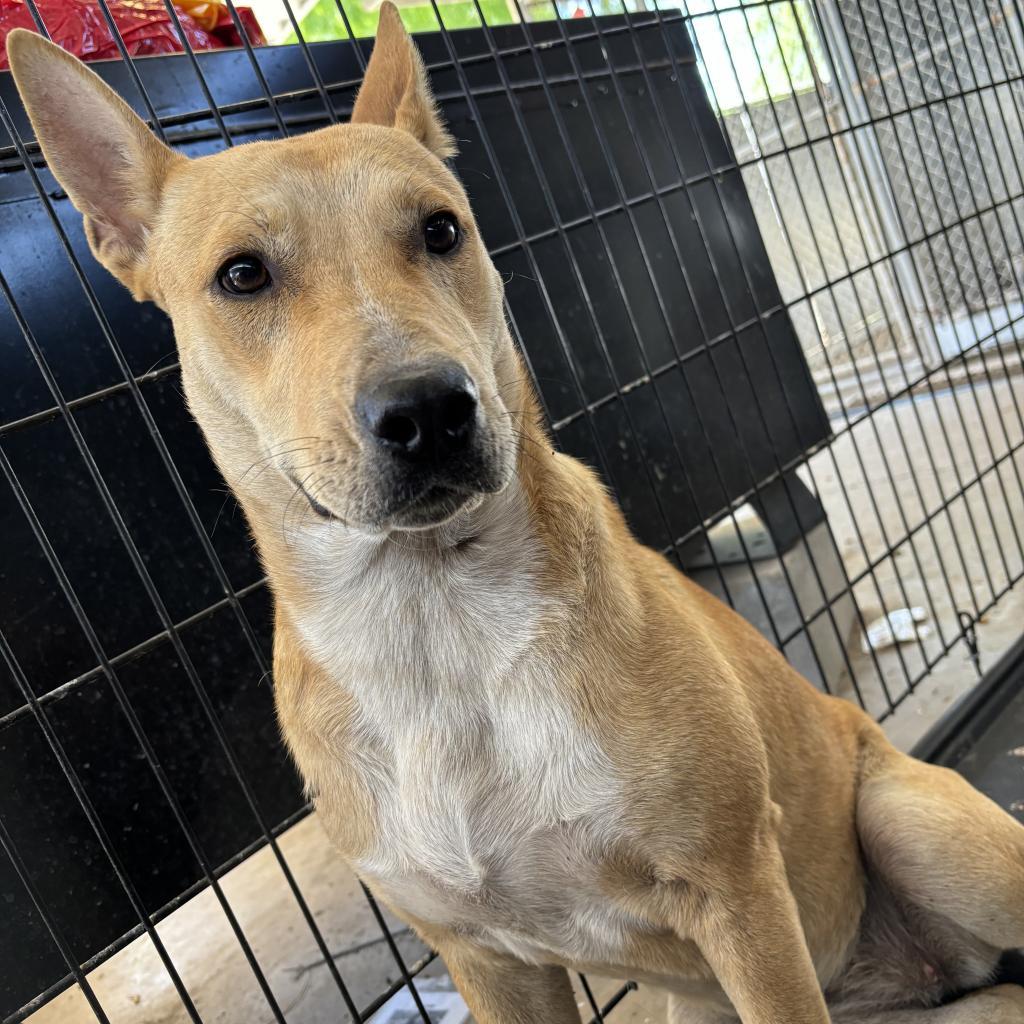 Enlarge Igna, a Adoptable mixed breed in Edinburg, TX image 2/3