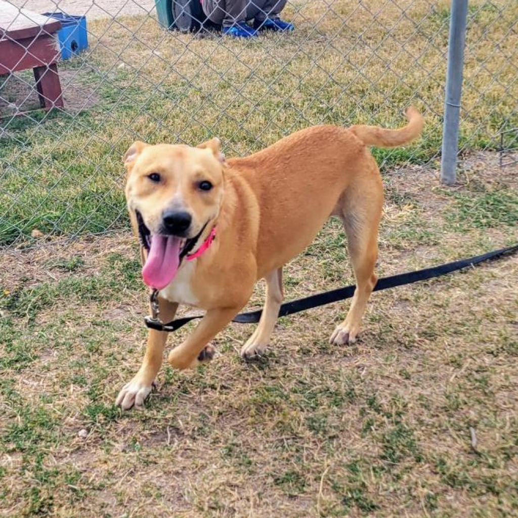 Enlarge Igna, a Adoptable mixed breed in Edinburg, TX image 3/3