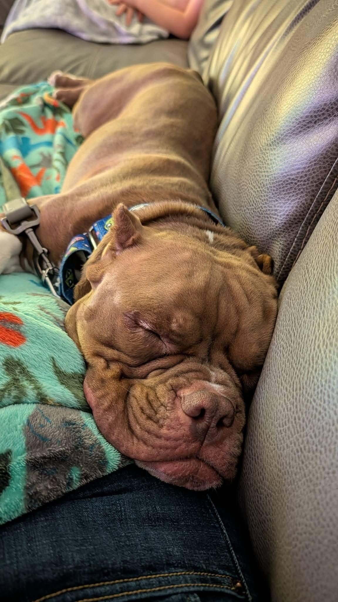 Enlarge Balboa, a ADOPTABLE mixed breed in Grafton, OH image 3/5