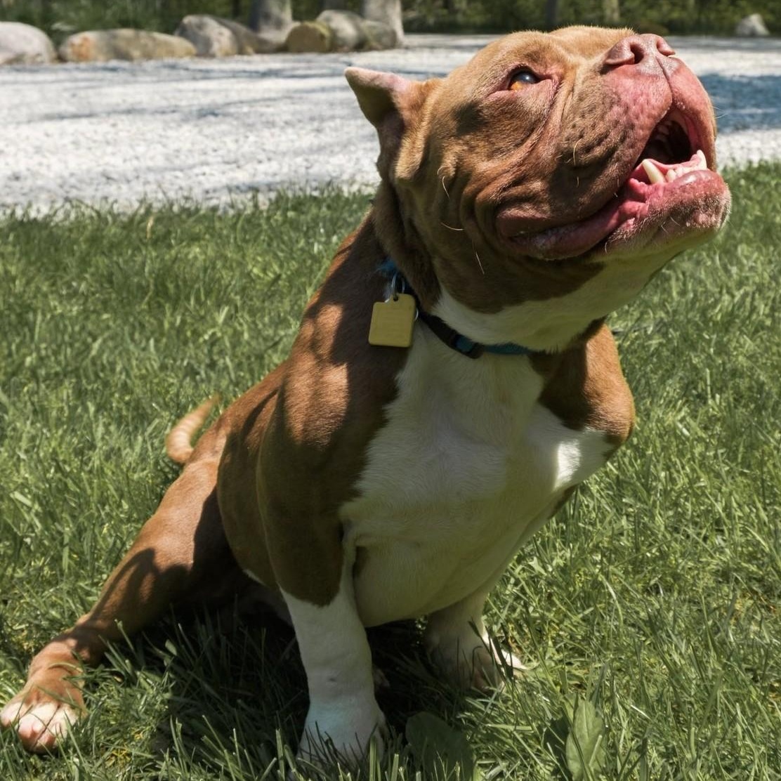 Enlarge Balboa, a ADOPTABLE mixed breed in Grafton, OH image 5/5