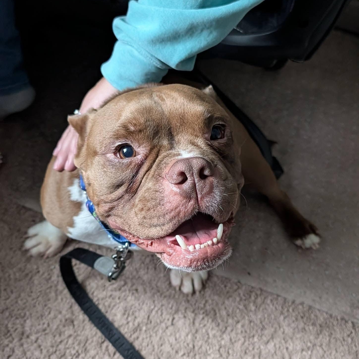 Enlarge Balboa, a ADOPTABLE mixed breed in Grafton, OH image 4/5