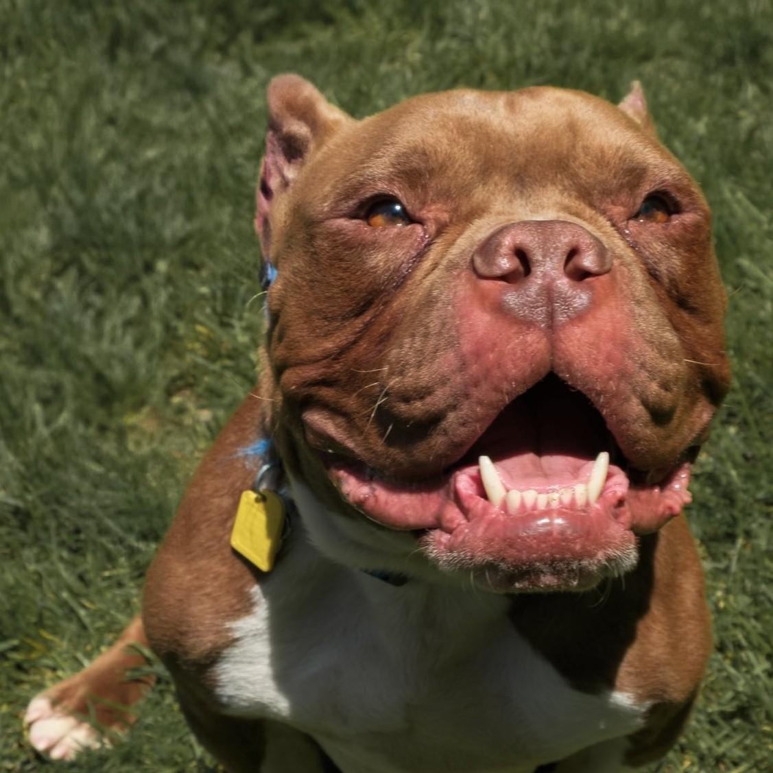 Balboa, ADOPTABLE, Young Male Bulldog.