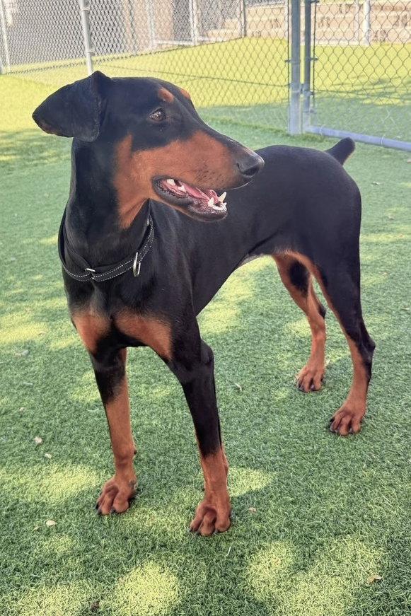 Luna 3580, a Adopted Doberman Pinscher in Oakland Park, FL image 1/2