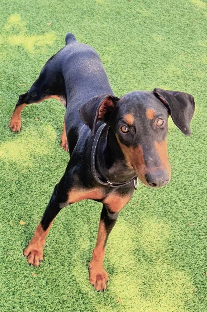 Luna 3580, a Adopted Doberman Pinscher in Oakland Park, FL image 2/2
