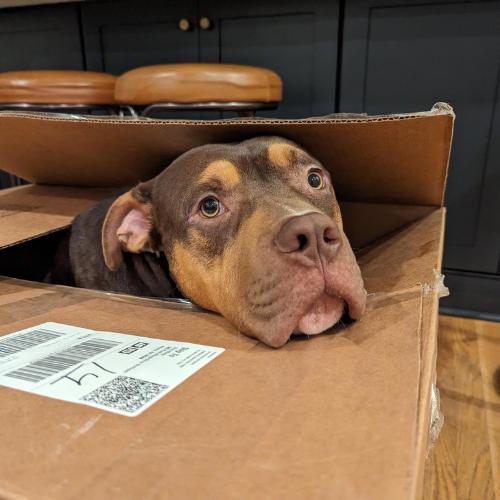 AJ, Adoptable, Young Male American Bulldog & Bullmastiff.