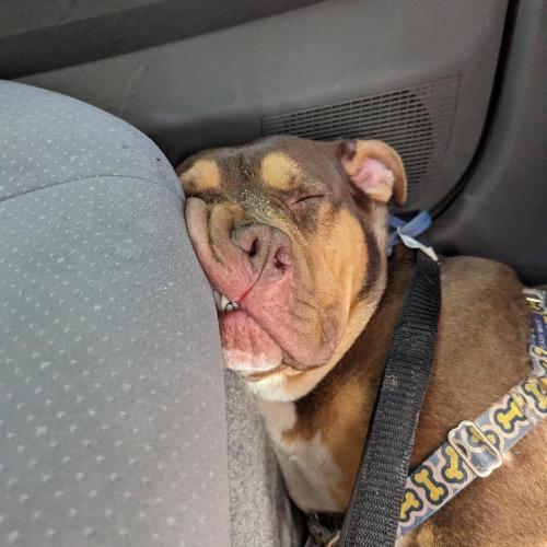 AJ, Adoptable, Young Male American Bulldog & Bullmastiff.