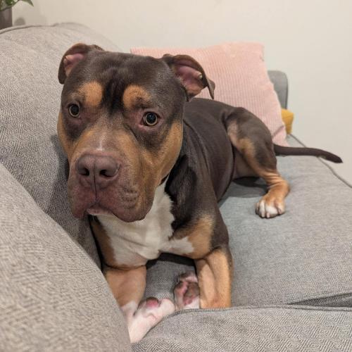 AJ, Adoptable, Young Male American Bulldog & Bullmastiff.