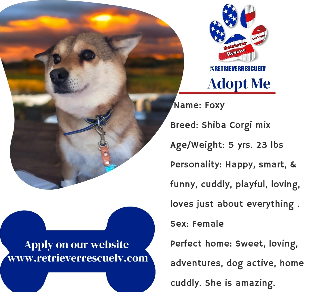 Foxy, an adopted Shiba Inu & Corgi Mix in Las Vegas, NV_image-1