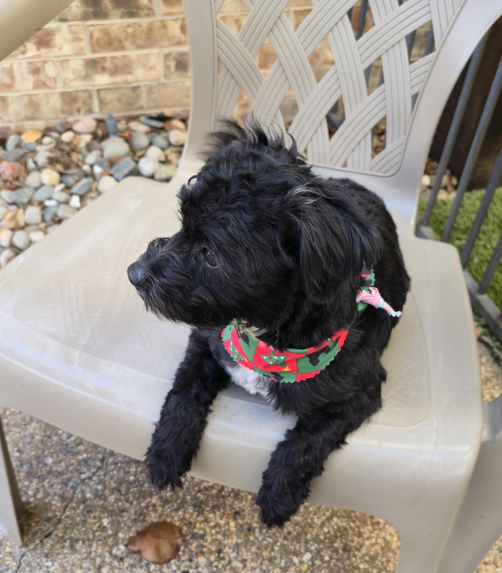 Barley (Schnoodle), Adoptable, Young Male Schnauzer & Poodle.