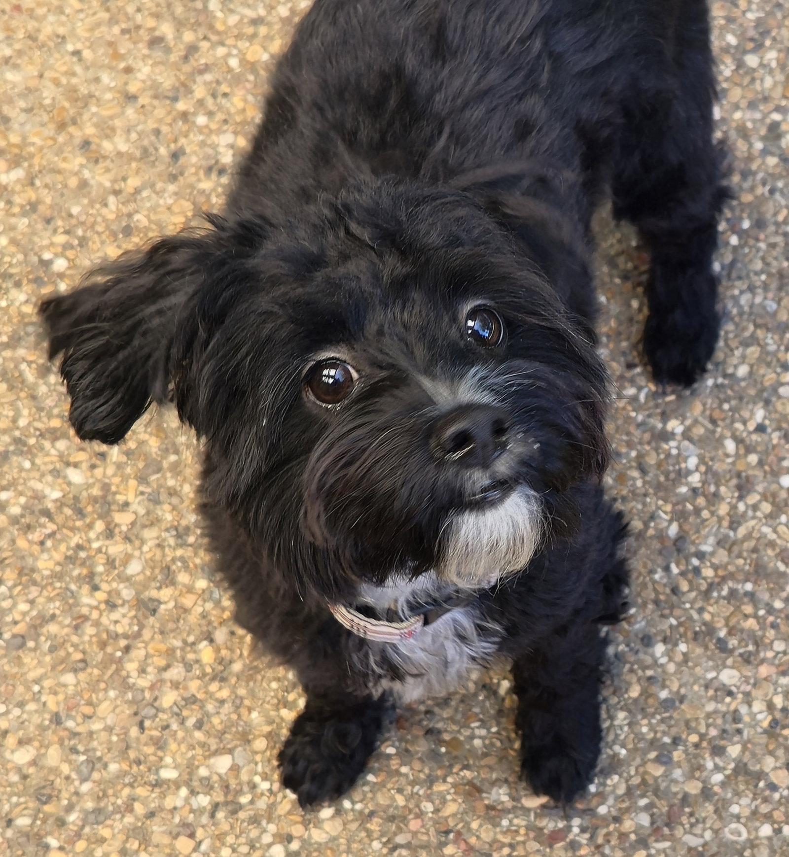 Enlarge Barley (Schnoodle), a Adoptable mixed breed in Dallas, TX image 2/3