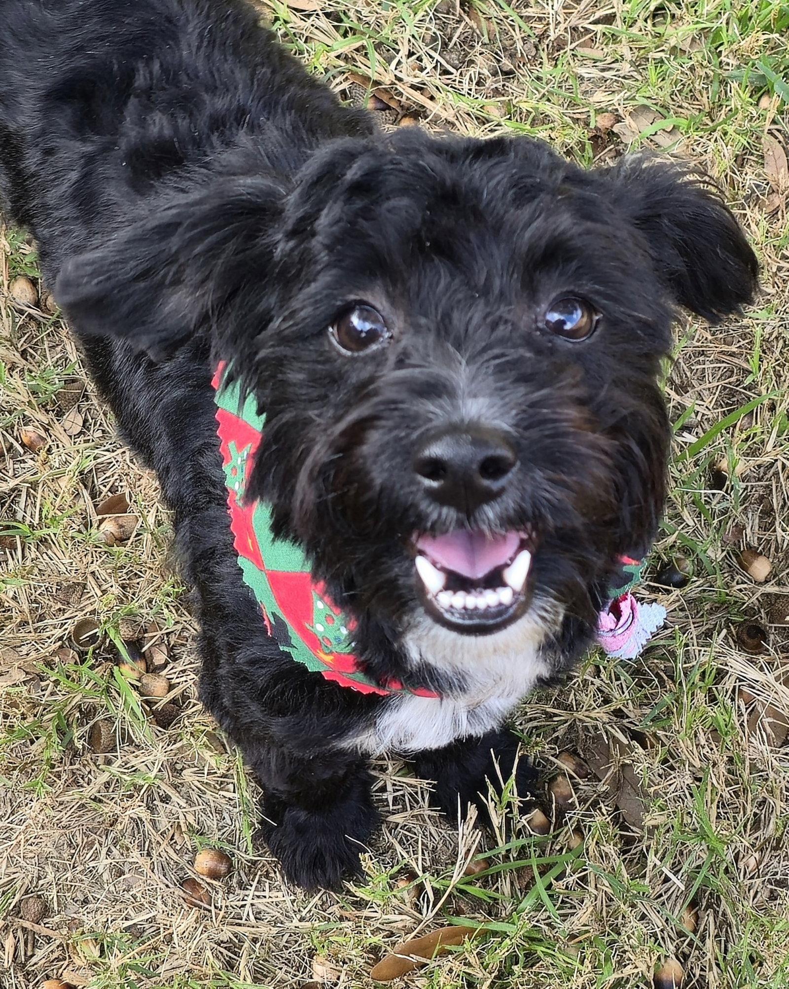 Enlarge Barley (Schnoodle), a Adoptable mixed breed in Dallas, TX image 3/3
