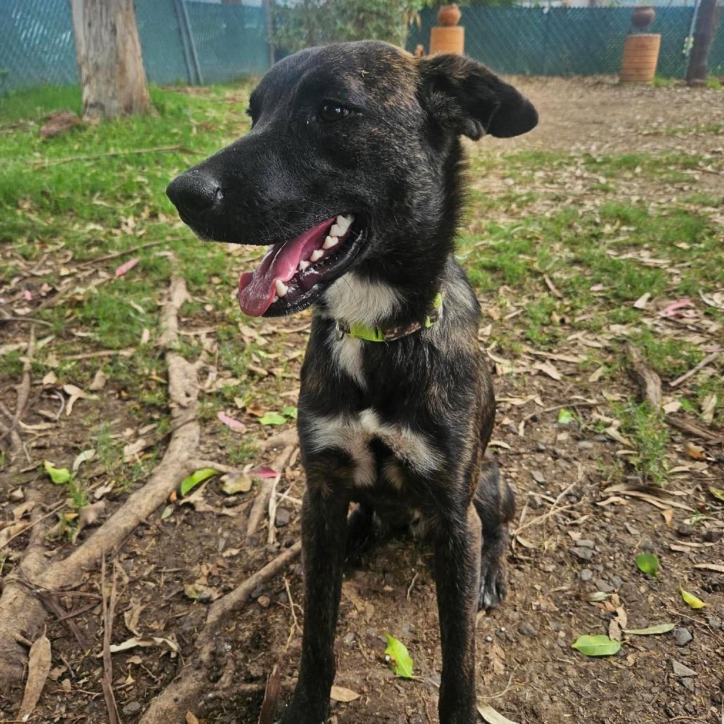 Terry *Just Arrived!*, Adoptable, Young Male Mixed Breed.