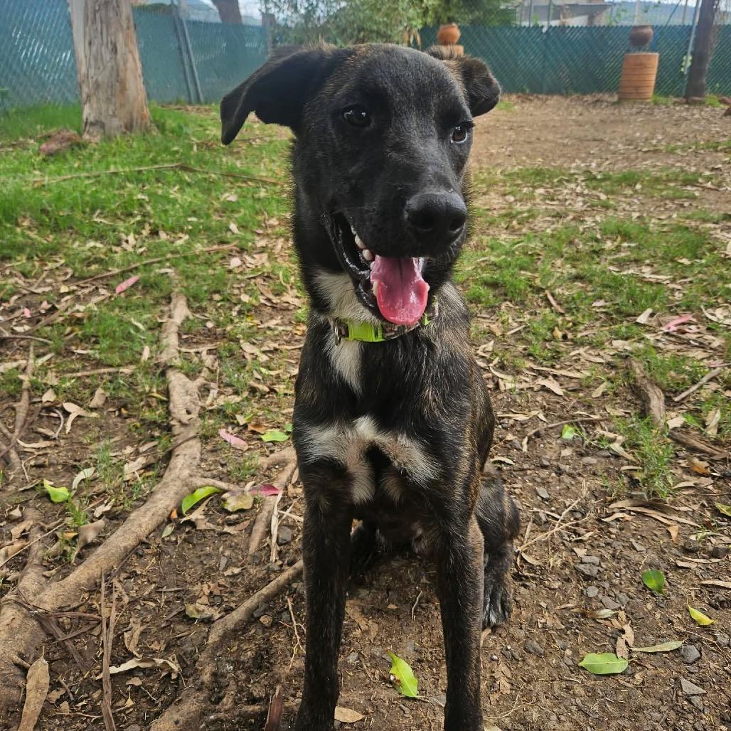 Enlarge Terry *Just Arrived!*, a Adoptable Mixed Breed in Bend, OR image 2/6