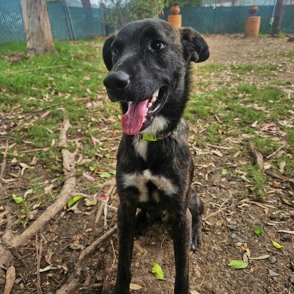 Enlarge Terry *Just Arrived!*, a Adoptable Mixed Breed in Bend, OR image 3/6