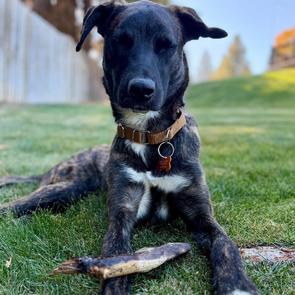 Enlarge Terry *Just Arrived!*, a Adoptable Mixed Breed in Bend, OR image 4/6