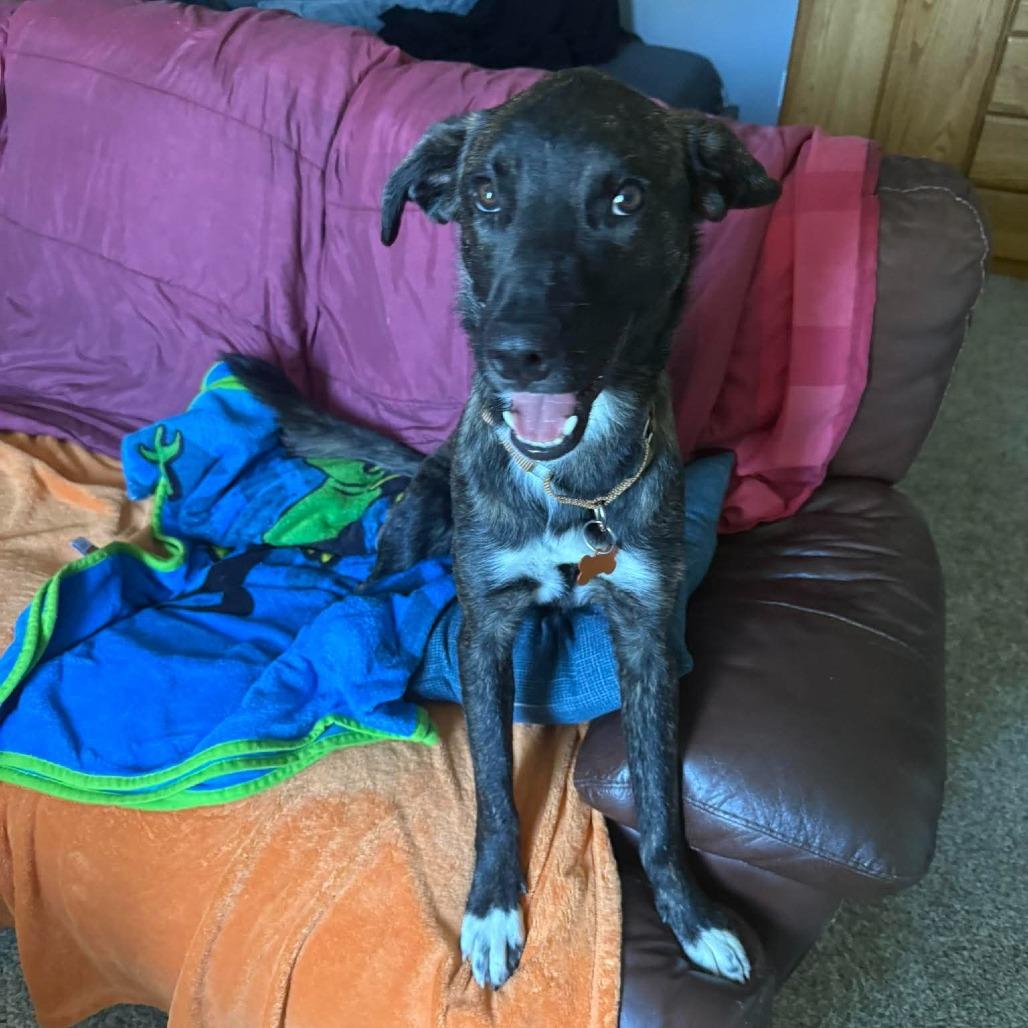 Enlarge Terry *Just Arrived!*, a Adoptable Mixed Breed in Bend, OR image 5/6