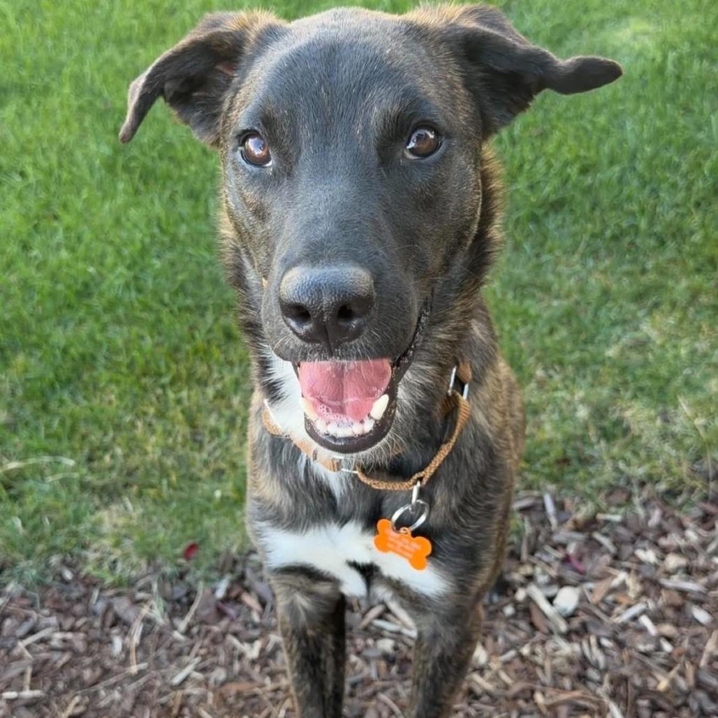 Enlarge Terry *Just Arrived!*, a Adoptable Mixed Breed in Bend, OR image 6/6