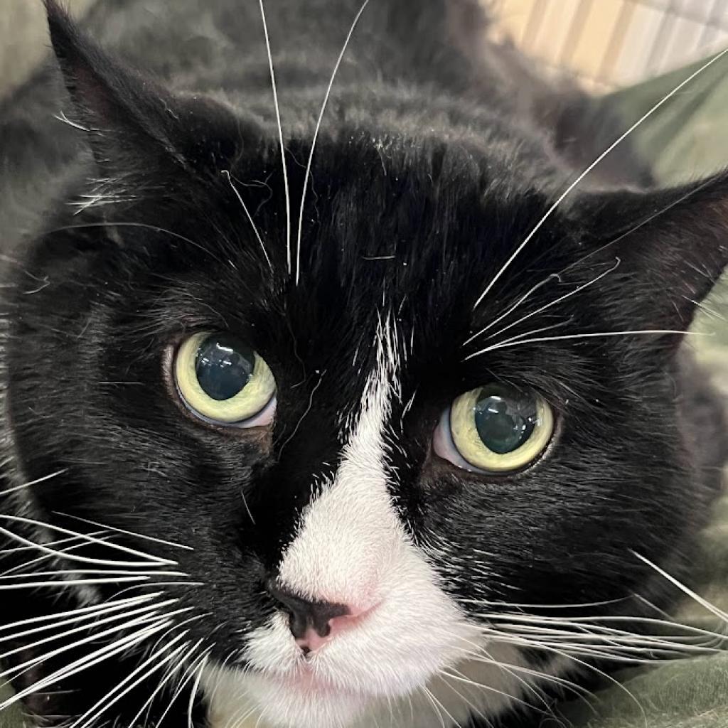 Wilbur, a Adoptable American Shorthair in Hemet, CA image 1/5
