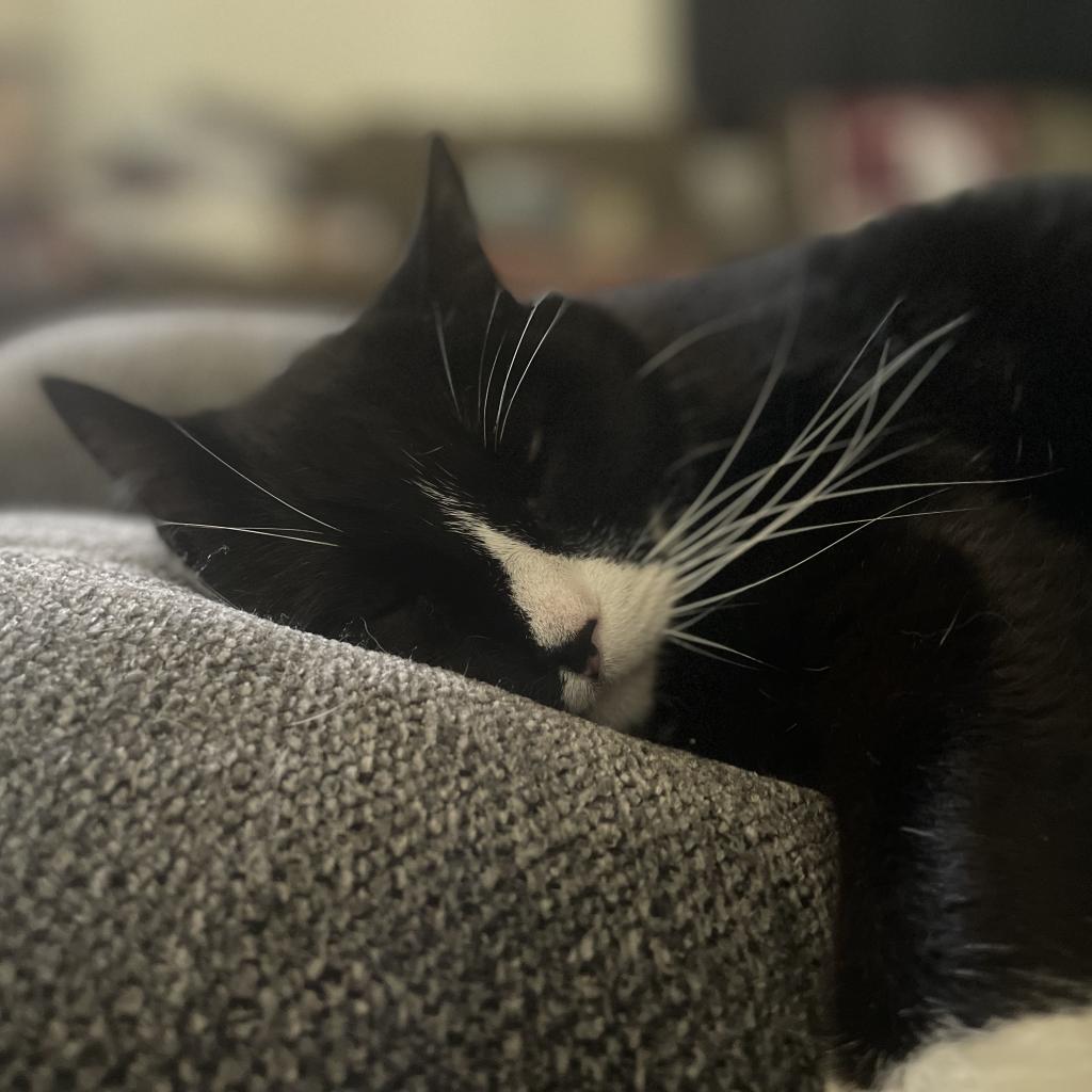 Wilbur, a Adoptable American Shorthair in Hemet, CA image 2/5