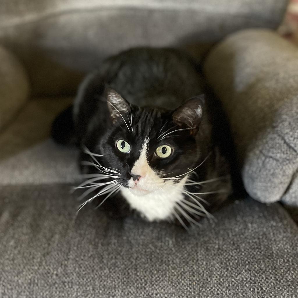 Wilbur, a Adoptable American Shorthair in Hemet, CA image 4/5