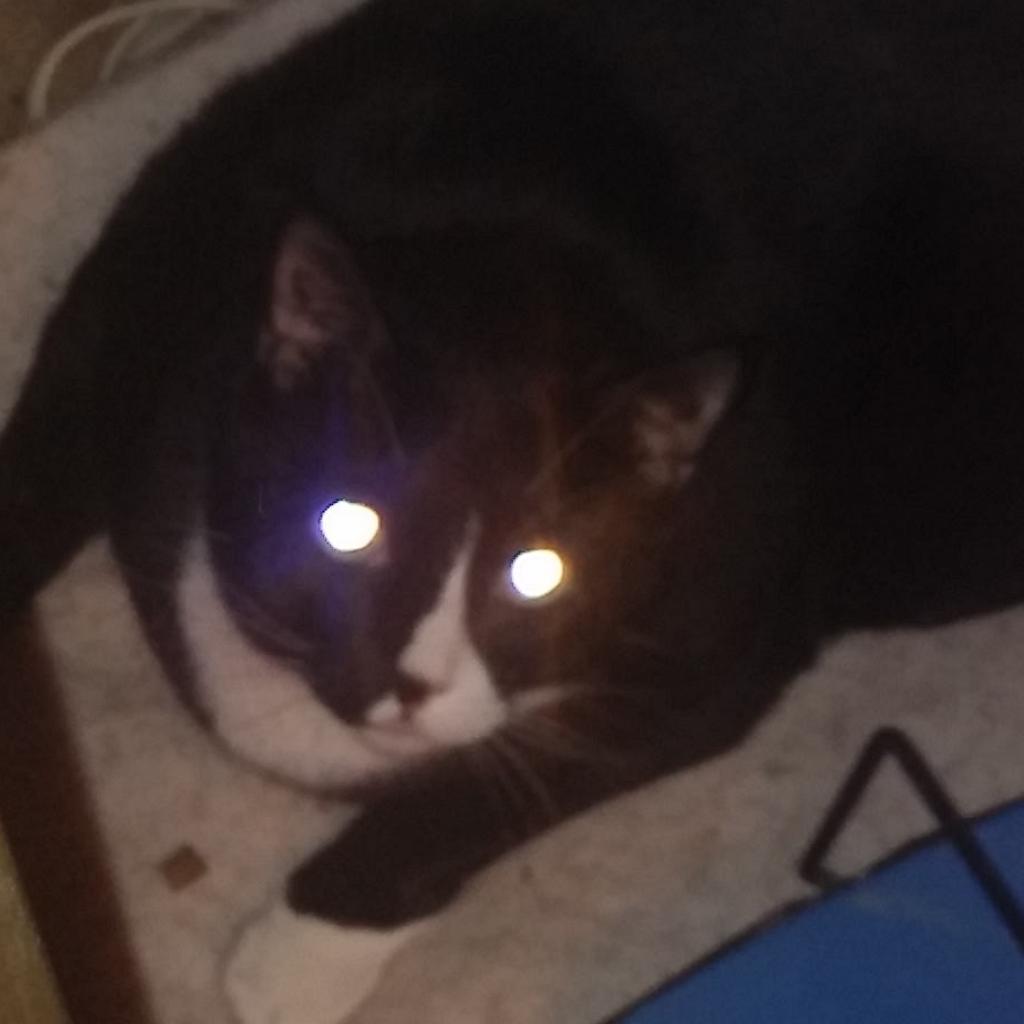 Wilbur — thumbnail 5