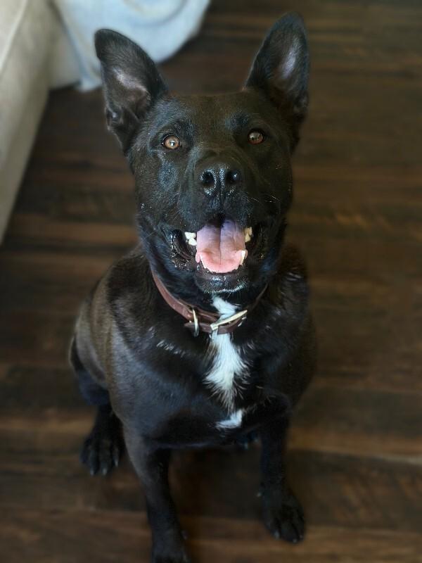 Max, Adoptable, Adult Male Australian Kelpie & German Shepherd Dog.