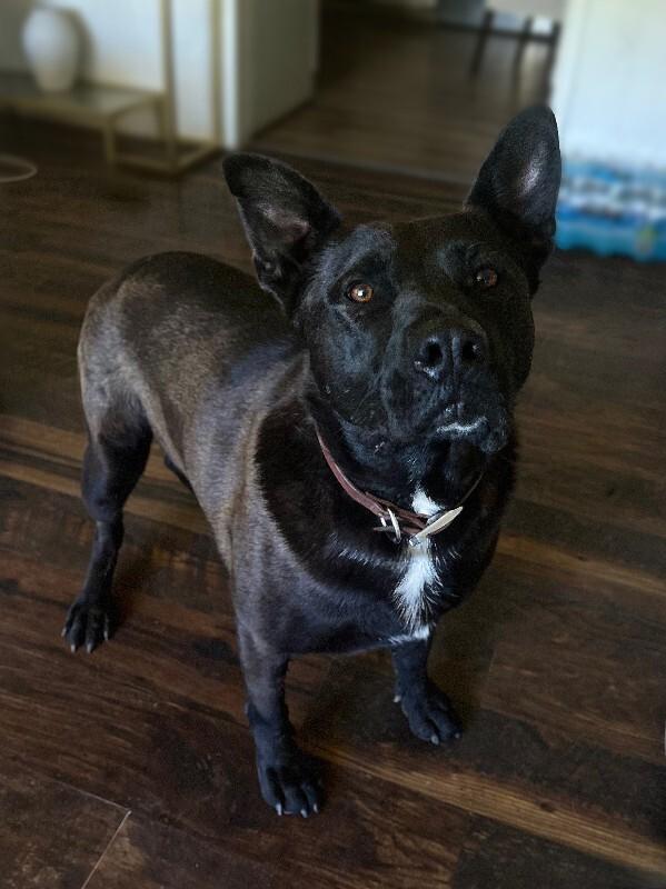 Enlarge Max, a Adoptable mixed breed in renton, WA image 2/4