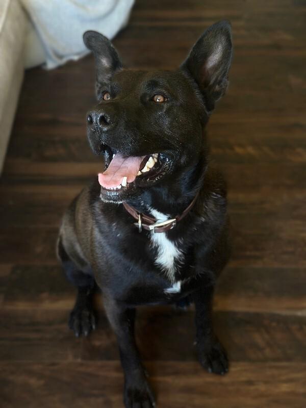 Enlarge Max, a Adoptable mixed breed in renton, WA image 3/4