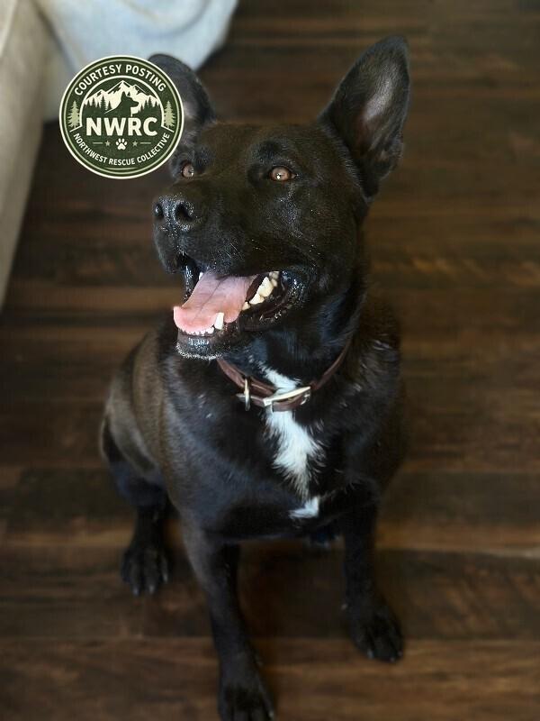 Enlarge Max, a Adoptable mixed breed in renton, WA image 4/4